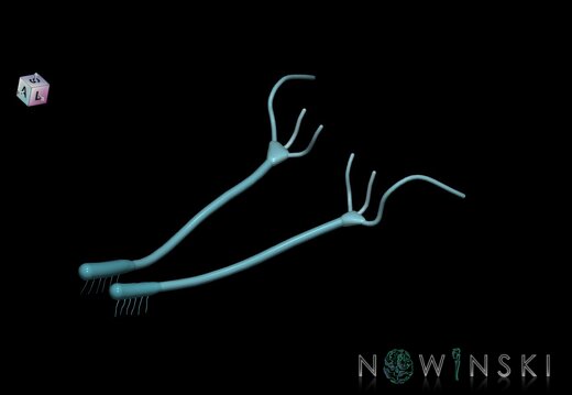 G1.T19.4.V7.C2.L0.Olfactory nerve