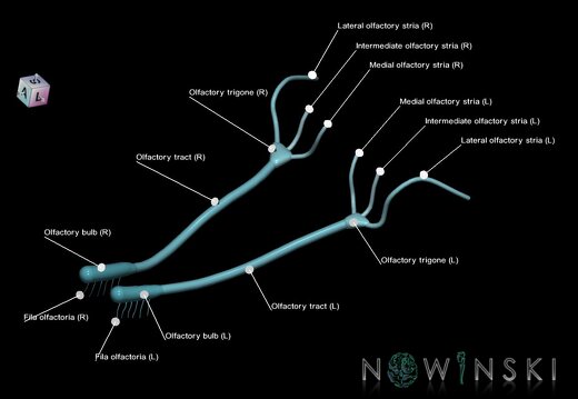 G1.T19.4.V7.C2.L1.Olfactory nerve