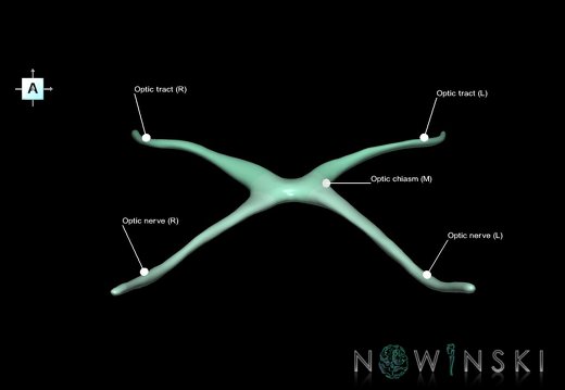 G1.T19.5.V1.C2.L1.Optic nerve