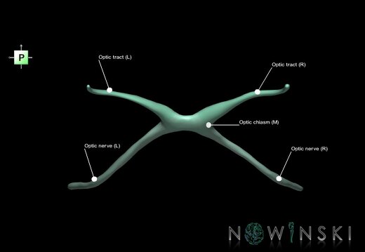 G1.T19.5.V3.C2.L1.Optic nerve