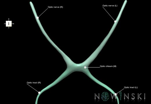 G1.T19.5.V6.C2.L1.Optic nerve