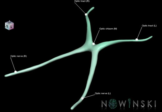 G1.T19.5.V7.C2.L1.Optic nerve