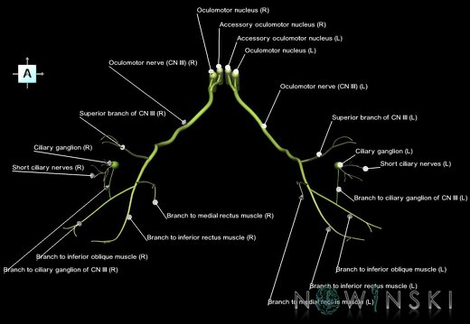 G1.T19.6.V1.C2.L1.Oculomotor nerve