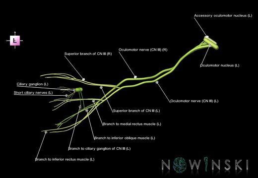 G1.T19.6.V2.C2.L1.Oculomotor nerve