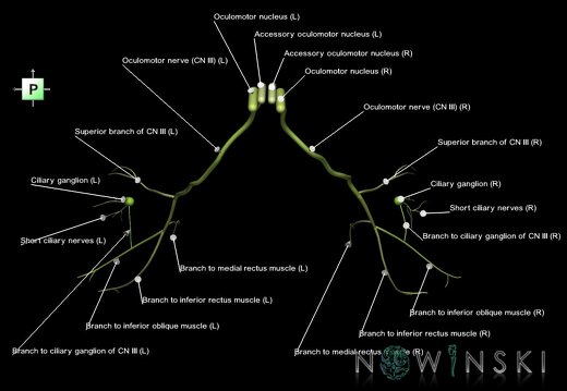 G1.T19.6.V3.C2.L1.Oculomotor nerve