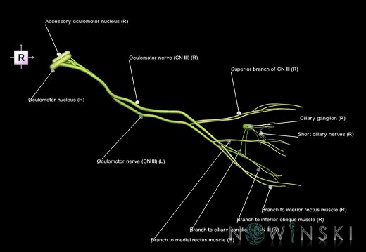 G1.T19.6.V4.C2.L1.Oculomotor nerve