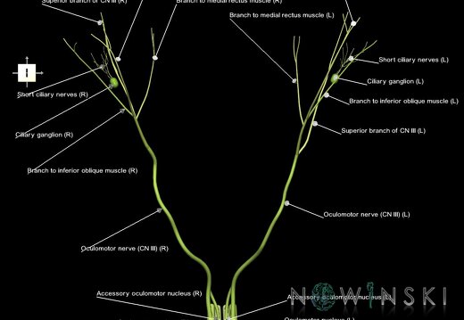 G1.T19.6.V6.C2.L1.Oculomotor nerve