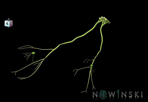 G1.T19.6.V7.C2.L0.Oculomotor nerve