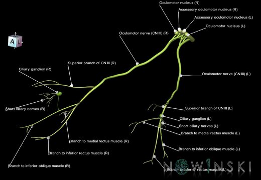 G1.T19.6.V7.C2.L1.Oculomotor nerve