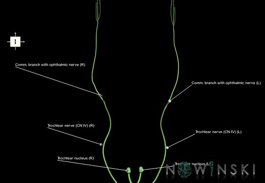 G1.T19.7.V6.C2.L1.Trochlear nerve