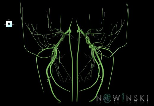 G1.T19.8.V1.C1.L0.Trigeminal nerve