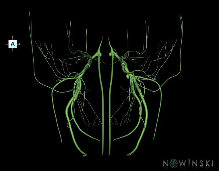 G1.T19.8.V1.C1.L0.Trigeminal_nerve.tiff