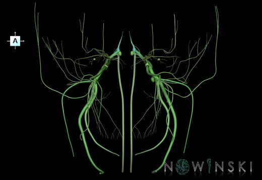 G1.T19.8.V1.C2.L0.Trigeminal nerve