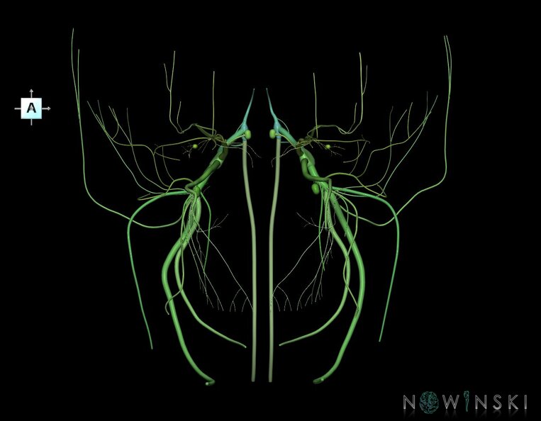 G1.T19.8.V1.C2.L0.Trigeminal_nerve.tiff