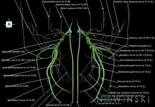 G1.T19.8.V1.C2.L1.Trigeminal nerve