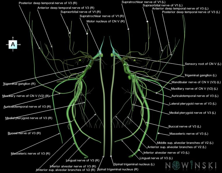 G1.T19.8.V1.C2.L1.Trigeminal_nerve.tiff