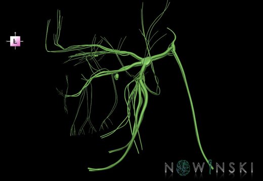 G1.T19.8.V2.C1.L0.Trigeminal nerve