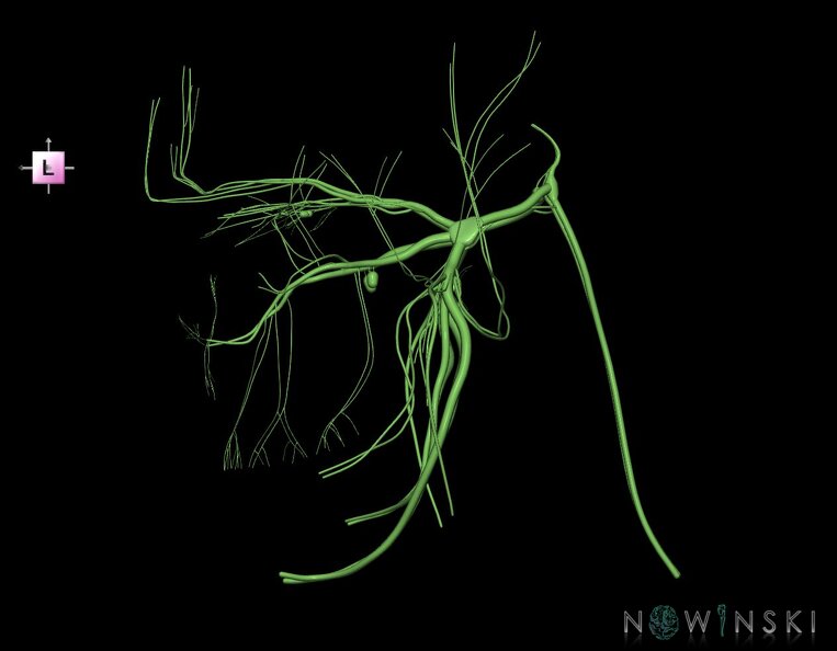 G1.T19.8.V2.C1.L0.Trigeminal_nerve.tiff
