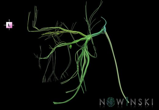 G1.T19.8.V2.C2.L0.Trigeminal nerve