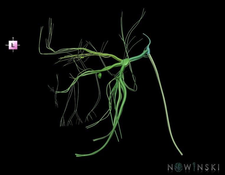 G1.T19.8.V2.C2.L0.Trigeminal_nerve.tiff