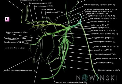 G1.T19.8.V2.C2.L1.Trigeminal nerve