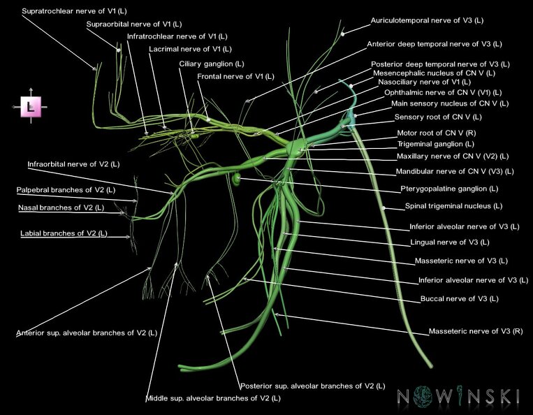 G1.T19.8.V2.C2.L1.Trigeminal_nerve.tiff