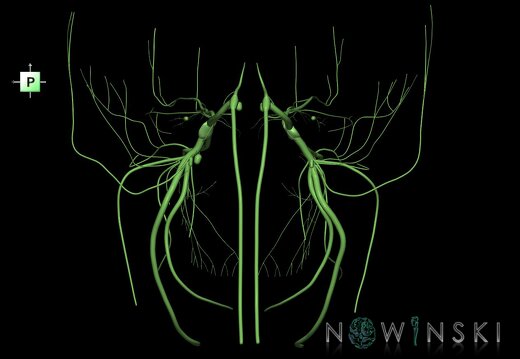 G1.T19.8.V3.C1.L0.Trigeminal nerve