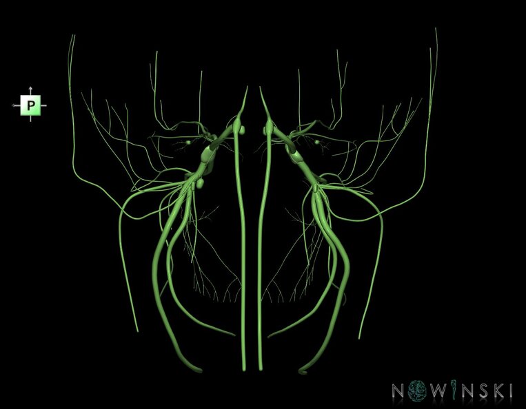G1.T19.8.V3.C1.L0.Trigeminal_nerve.tiff