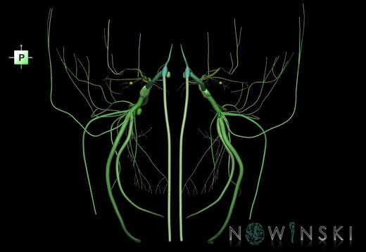 G1.T19.8.V3.C2.L0.Trigeminal nerve