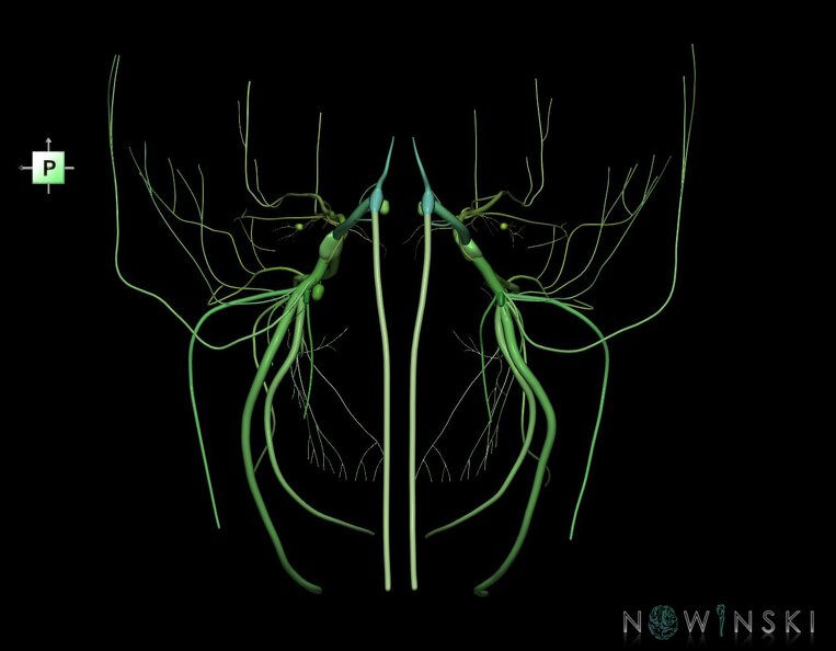 G1.T19.8.V3.C2.L0.Trigeminal_nerve.tiff