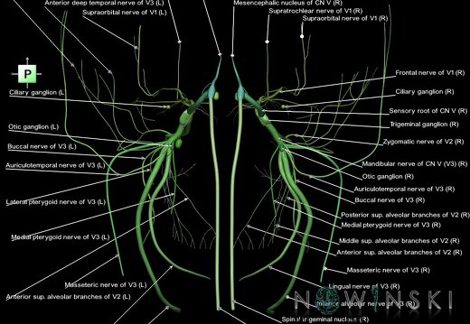 G1.T19.8.V3.C2.L1.Trigeminal nerve