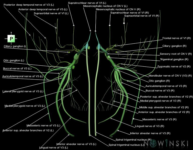 G1.T19.8.V3.C2.L1.Trigeminal_nerve.TIFF