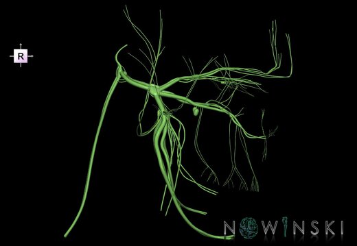 G1.T19.8.V4.C1.L0.Trigeminal nerve