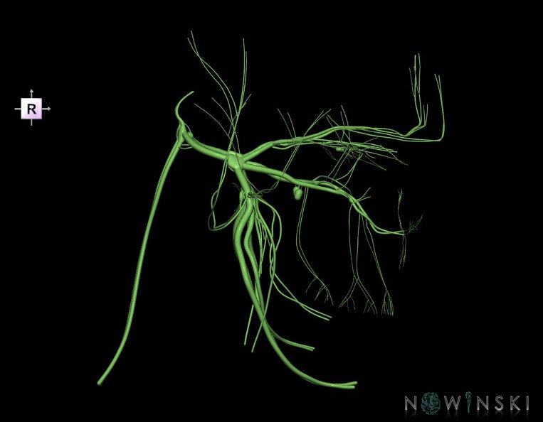 G1.T19.8.V4.C1.L0.Trigeminal_nerve.tiff