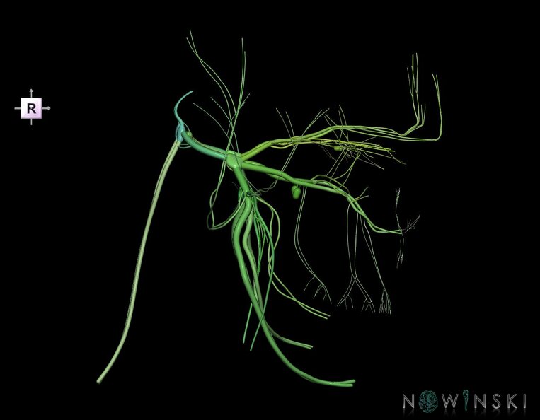 G1.T19.8.V4.C2.L0.Trigeminal_nerve.tiff