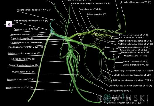 G1.T19.8.V4.C2.L1.Trigeminal nerve