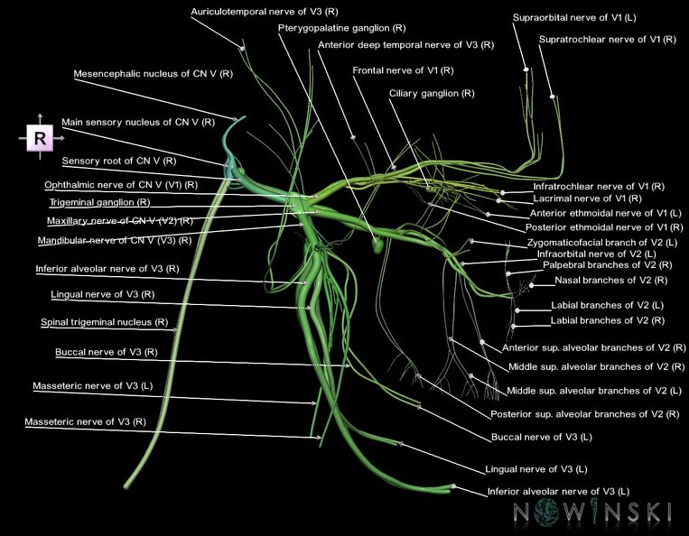 G1.T19.8.V4.C2.L1.Trigeminal_nerve.tiff