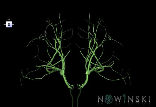 G1.T19.8.V5.C1.L0.Trigeminal nerve