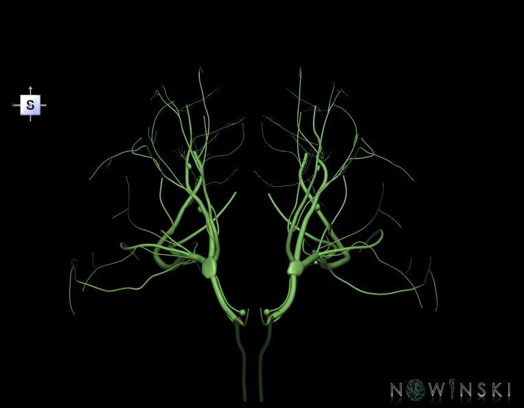 G1.T19.8.V5.C1.L0.Trigeminal_nerve.tiff
