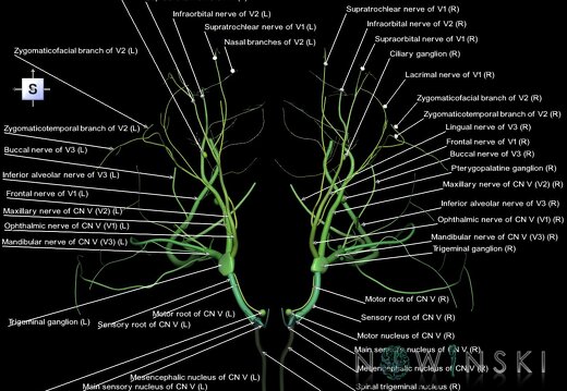 G1.T19.8.V5.C2.L1.Trigeminal nerve