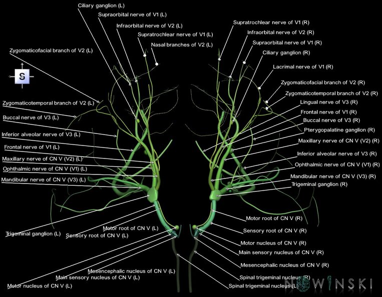 G1.T19.8.V5.C2.L1.Trigeminal_nerve.tiff