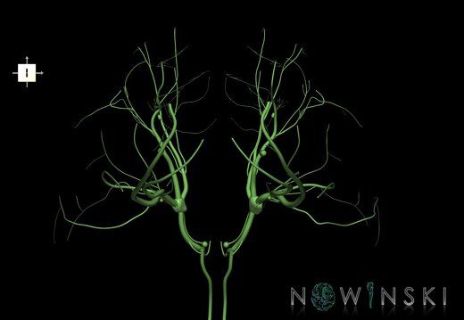 G1.T19.8.V6.C1.L0.Trigeminal nerve