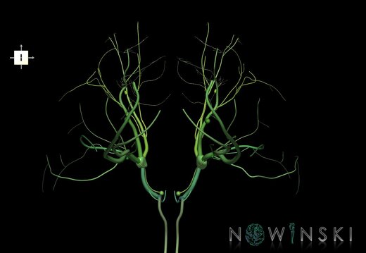 G1.T19.8.V6.C2.L0.Trigeminal nerve