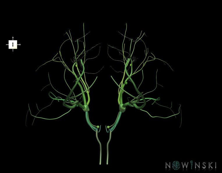 G1.T19.8.V6.C2.L0.Trigeminal_nerve.tiff