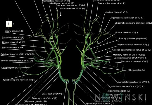 G1.T19.8.V6.C2.L1.Trigeminal nerve