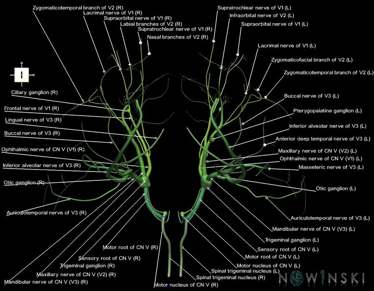 G1.T19.8.V6.C2.L1.Trigeminal_nerve.tiff