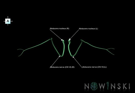 G1.T19.9.V1.C2.L1.Abducens nerve