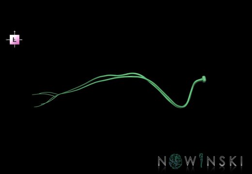 G1.T19.9.V2.C2.L0.Abducens nerve