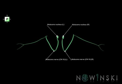 G1.T19.9.V3.C2.L1.Abducens nerve