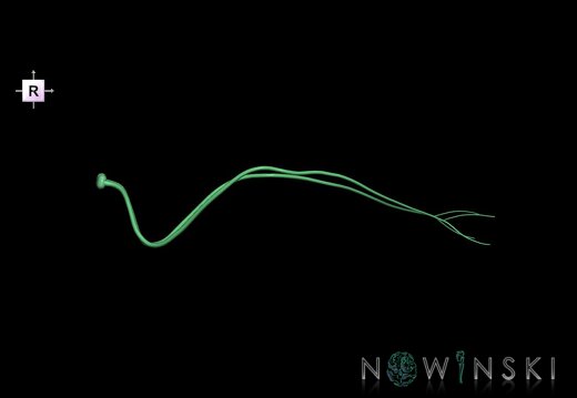 G1.T19.9.V4.C2.L0.Abducens nerve